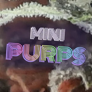 Mini Purps Cannabis Strain