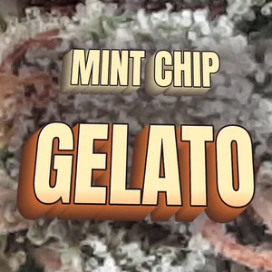 Mint Chip Gelato Cannabis Strain