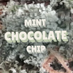 Mint Chocolate Chip Cannabis Strain