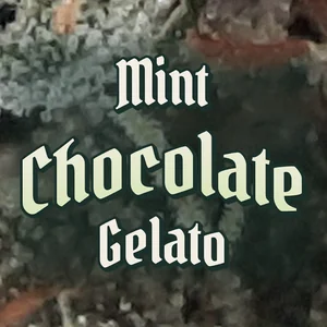 Mint Chocolate Gelato Cannabis Strain