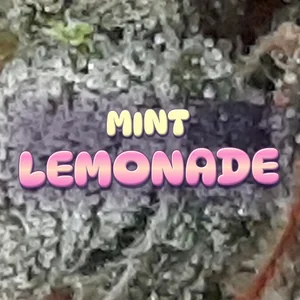 Mint Lemonade Cannabis Strain