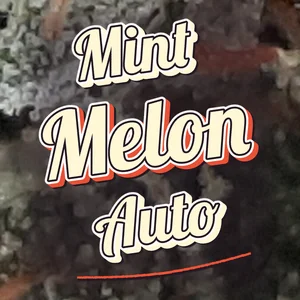 Mint Melon Auto Cannabis Strain
