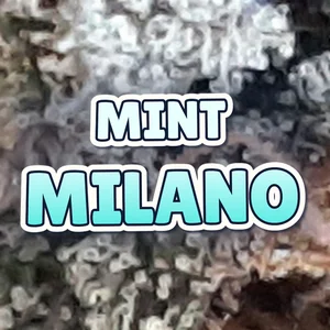 Mint Milano Cannabis Strain