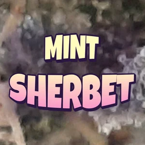 Mint Sherbet Cannabis Strain