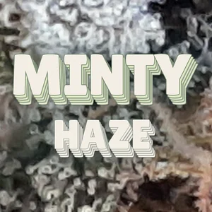 Minty Haze Cannabis Strain