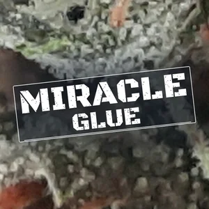 Miracle Glue Cannabis Strain