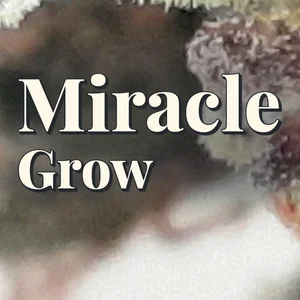 Miracle Grow Cannabis Strain