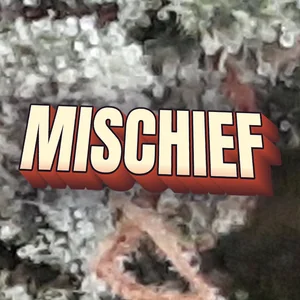 Mischief Cannabis Strain