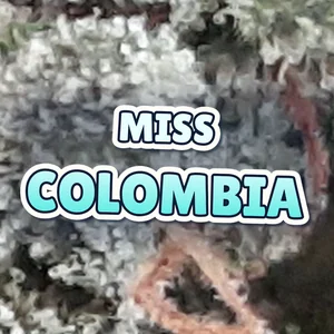 Miss Colombia Cannabis Strain