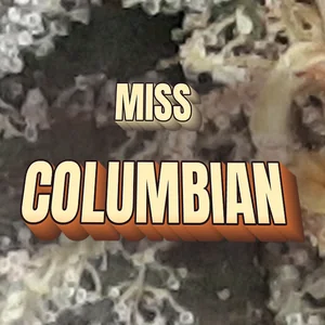 Miss Columbian Cannabis Strain