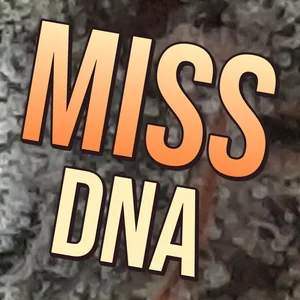 Miss DNA Cannabis Strain