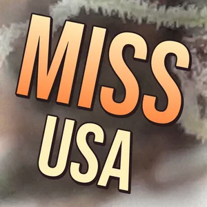 Miss Usa Cannabis Strain