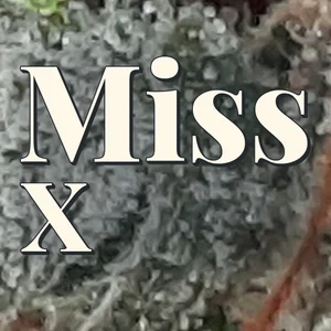 Miss X Cannabis Strain