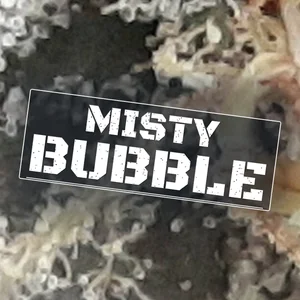 Misty Bubble Cannabis Strain