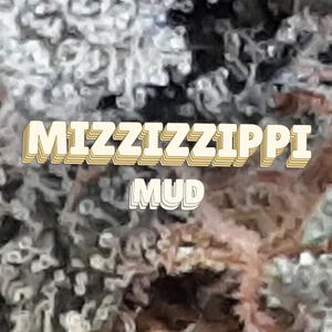Mizzizzippi Mud Cannabis Strain