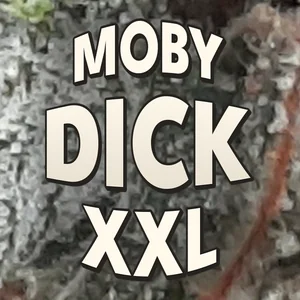 Moby Dick XXL Cannabis Strain