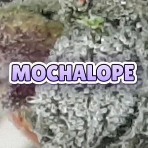 Mochalope Cannabis Strain