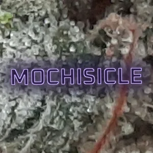 Mochisicle Cannabis Strain
