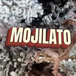 Mojilato Cannabis Strain