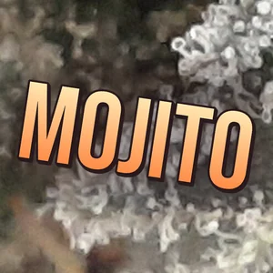 Mojito Cannabis Strain