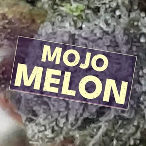Mojo Melon Cannabis Strain