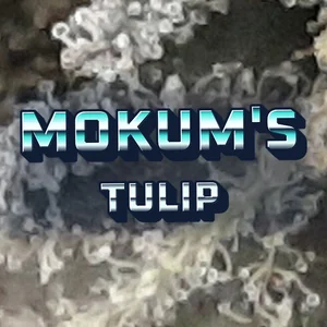 Mokum's Tulip Cannabis Strain