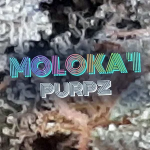 Moloka'i Purpz Cannabis Strain