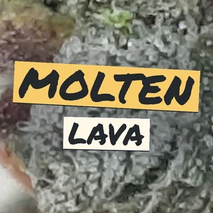 Molten Lava Cannabis Strain