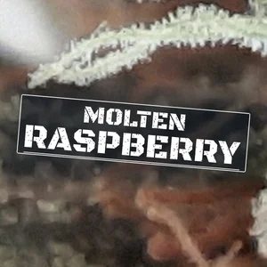 Molten Raspberry Cannabis Strain