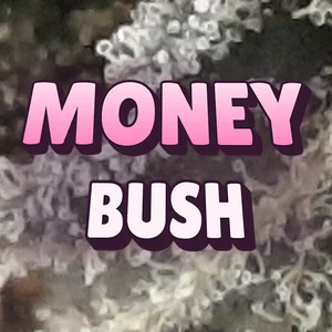 Money Bush Cannabis Strain