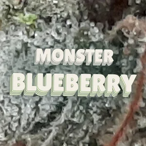 Monster Blueberry Cannabis Strain