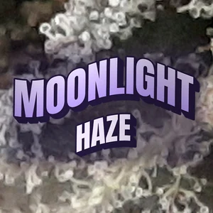 Moonlight Haze Cannabis Strain