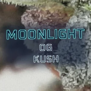 Moonlight OG Kush Cannabis Strain