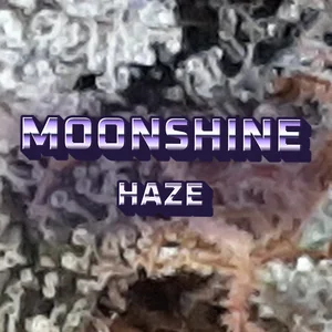 Moonshine Haze Cannabis Strain