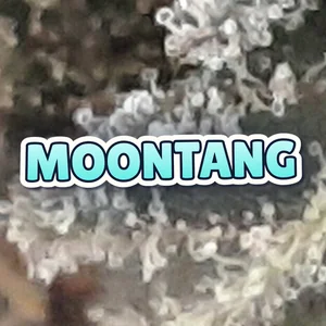 Moontang Cannabis Strain