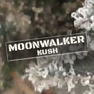 Moonwalker Kush Cannabis Strain