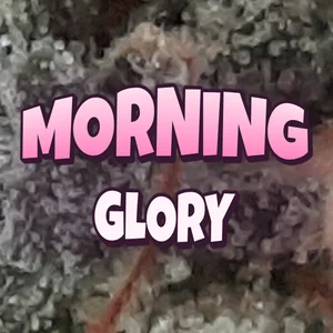 Morning Glory Cannabis Strain