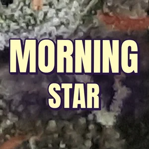 Morning Star Cannabis Strain