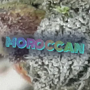 Moroccan Cannabis Strain