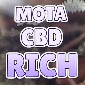 Mota CBD Rich Cannabis Strain