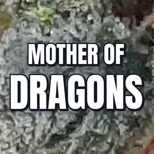 Mother of Dragons Cannabis Strain