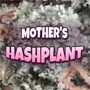 Mother's Hashplant Cannabis Strain