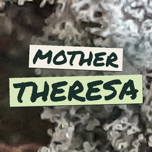 Mother Theresa Cannabis Strain