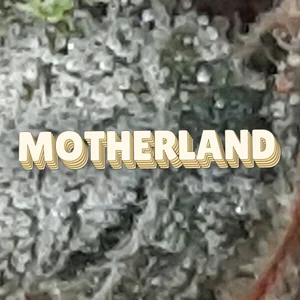 Motherland Cannabis Strain