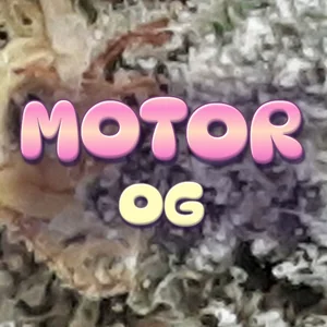 Motor OG Cannabis Strain
