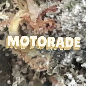 Motorade Cannabis Strain