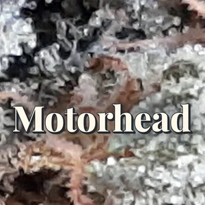 Motorhead Cannabis Strain