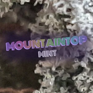 Mountaintop Mint Cannabis Strain