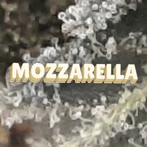 Mozzarella Cannabis Strain