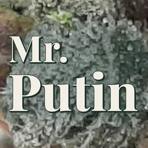 Mr. Putin Cannabis Strain